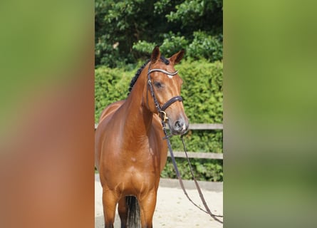 Oldenburger Springpaard, Merrie, 5 Jaar, 167 cm, Bruin