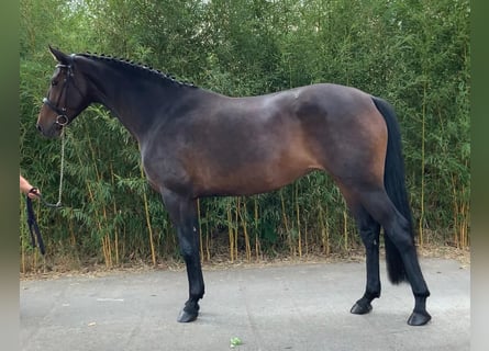 Oldenburger Springpaard, Merrie, 5 Jaar, 167 cm, Zwartbruin