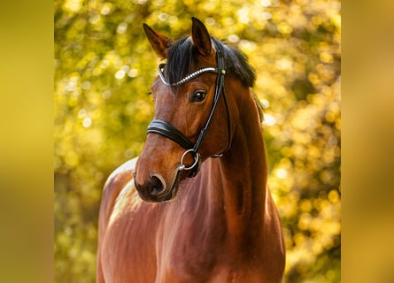 Oldenburger Springpaard, Merrie, 5 Jaar, 168 cm, Bruin