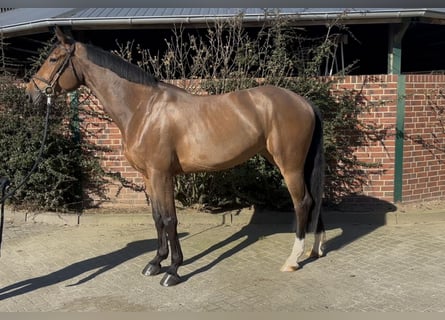 Oldenburger Springpaard, Merrie, 5 Jaar, 172 cm, Bruin