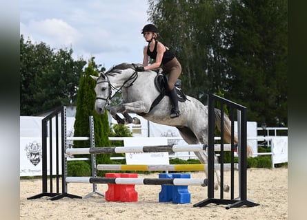 Oldenburger Springpaard, Merrie, 6 Jaar, 158 cm, Schimmel