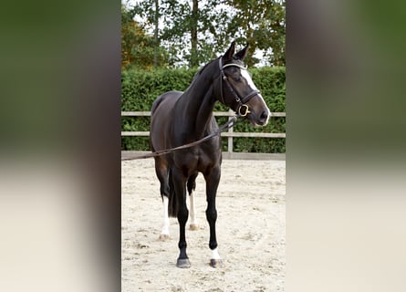 Oldenburger Springpaard, Merrie, 6 Jaar, 162 cm, Donkerbruin