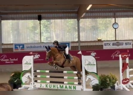 Oldenburger Springpaard, Merrie, 6 Jaar, 165 cm, Vos