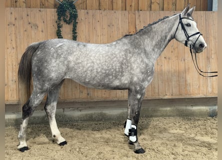 Oldenburger Springpaard, Merrie, 6 Jaar, 168 cm, Appelschimmel