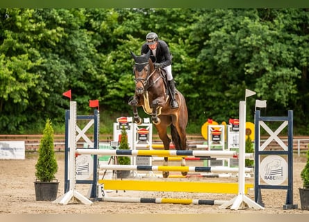 Oldenburger Springpaard, Merrie, 6 Jaar, 171 cm, Donkerbruin