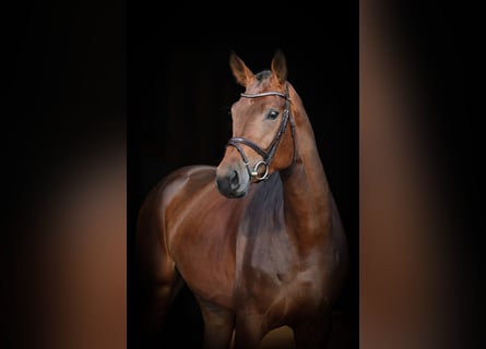 Oldenburger Springpaard, Merrie, 6 Jaar, 172 cm, Donkerbruin