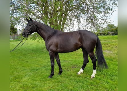 Oldenburger Springpaard, Merrie, 6 Jaar, 172 cm, Zwartbruin