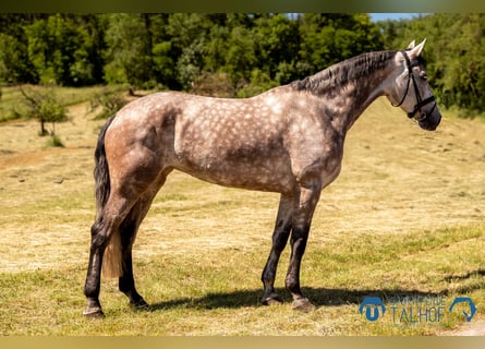 Oldenburger Springpaard, Merrie, 6 Jaar, 175 cm, Schimmel
