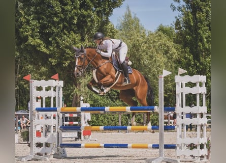 Oldenburger Springpaard, Merrie, 7 Jaar, 168 cm, Bruin