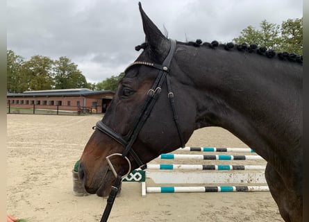 Oldenburger Springpaard, Merrie, 7 Jaar, 175 cm