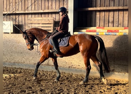 Oldenburger Springpaard, Merrie, 8 Jaar, 166 cm, Bruin