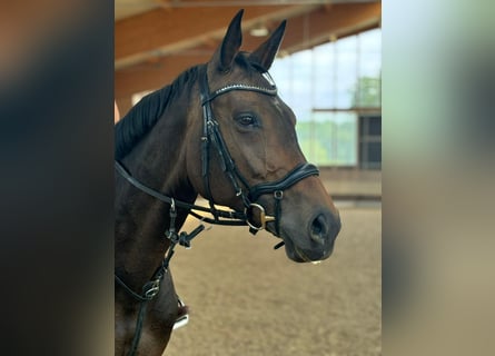 Oldenburger Springpaard, Merrie, 8 Jaar, 170 cm, Bruin