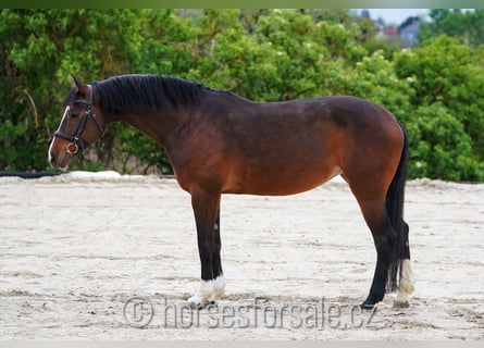 Oldenburger Springpaard, Merrie, 9 Jaar, 166 cm, Bruin