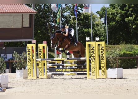 Oldenburger Springpaard, Merrie, 9 Jaar, 170 cm, Brauner