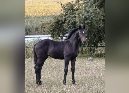 Oldenburger Springpaard, Merrie, Veulen (04/2026), 133 cm, Zwartbruin