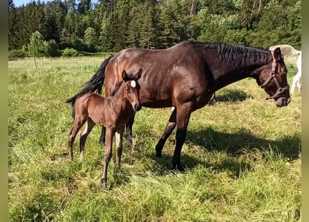 Oldenburger Springpaard, Merrie, veulen (06/2024), 170 cm, Bruin