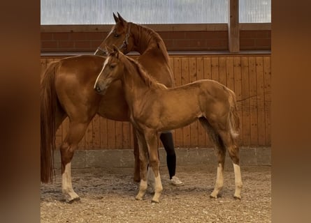 Oldenburger Springpaard, Merrie, Veulen (03/2025), 172 cm, Donkere-vos