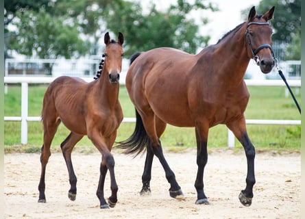 Oldenburger Springpaard, Merrie, veulen (01/2023), 173 cm, Brauner