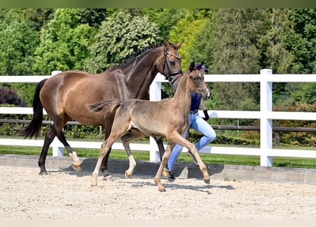 Oldenburger Springpaard, Merrie, veulen (05/2024), Bruin