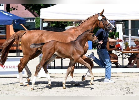 Oldenburger Springpaard, Merrie, , Bruin