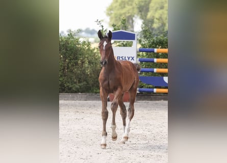 Oldenburger Springpaard, Merrie, veulen (04/2024), Bruin