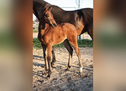 Oldenburger Springpaard, Merrie, Veulen (03/2026), Bruin