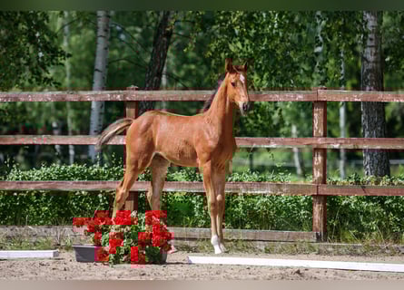 Oldenburger Springpaard, Merrie, veulen (05/2023), Donkere-vos