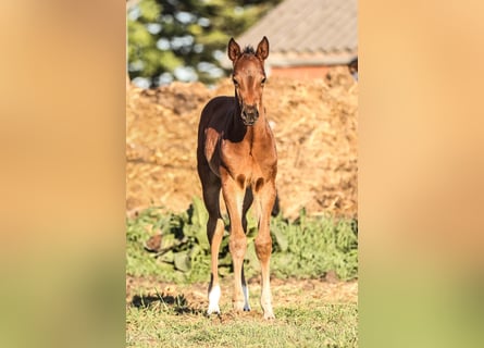 Oldenburger Springpaard, Merrie, 