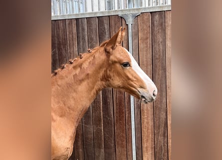 Oldenburger Springpaard, Merrie, veulen (06/2024), Vos