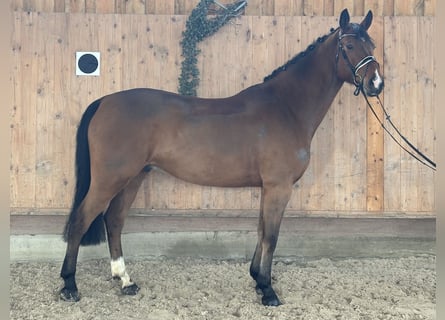 Oldenburger Springpaard, Ruin, 10 Jaar, 166 cm, Bruin