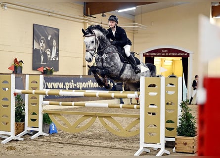 Oldenburger Springpaard, Ruin, 10 Jaar, 171 cm, Appelschimmel