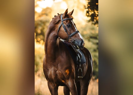 Oldenburger Springpaard, Ruin, 11 Jaar, 178 cm, Vos