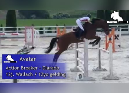 Oldenburger Springpaard, Ruin, 12 Jaar, 174 cm, Bruin