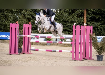 Oldenburger Springpaard, Ruin, 13 Jaar, 170 cm, Schimmel