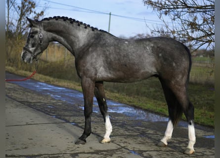 Oldenburger Springpaard, Ruin, 3 Jaar, 169 cm, Schimmel