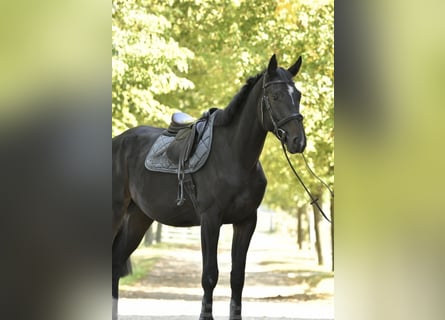 Oldenburger Springpaard, Ruin, 3 Jaar, 174 cm, Zwartbruin