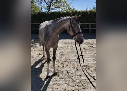 Oldenburger Springpaard, Ruin, 4 Jaar, 162 cm, Schimmel