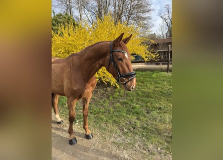 Oldenburger Springpaard, Ruin, 4 Jaar, 167 cm, Vos