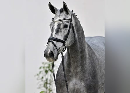 Oldenburger Springpaard, Ruin, 4 Jaar, 168 cm, Schimmel