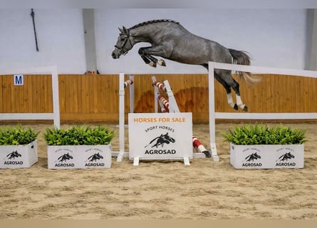 Oldenburger Springpaard, Ruin, 4 Jaar, 168 cm, Schimmel