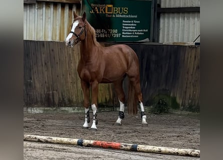 Oldenburger Springpaard, Ruin, 4 Jaar, 168 cm, Vos