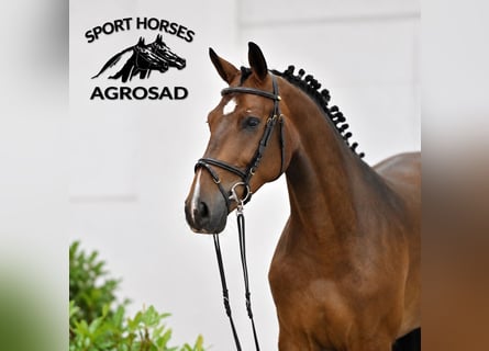 Oldenburger Springpaard, Ruin, 4 Jaar, 169 cm, Roodbruin
