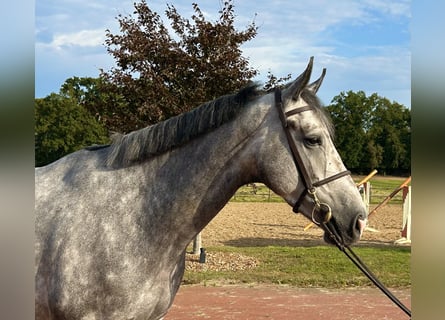 Oldenburger Springpaard, Ruin, 4 Jaar, 169 cm, Schimmel