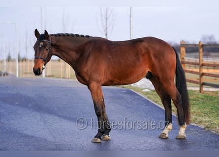 Oldenburger Springpaard, Ruin, 4 Jaar, 170 cm, Bruin