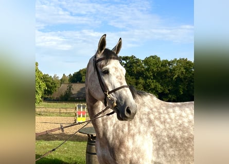 Oldenburger Springpaard, Ruin, 4 Jaar, 170 cm, Schimmel