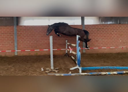 Oldenburger Springpaard, Ruin, 4 Jaar, 170 cm, Schimmel