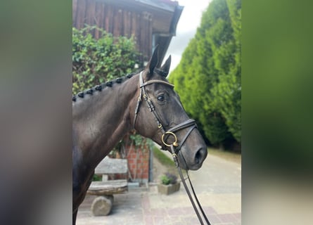 Oldenburger Springpaard, Ruin, 5 Jaar, 166 cm, Zwartbruin