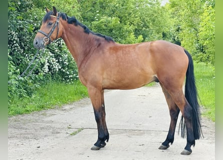 Oldenburger Springpaard, Ruin, 5 Jaar, 167 cm, Bruin