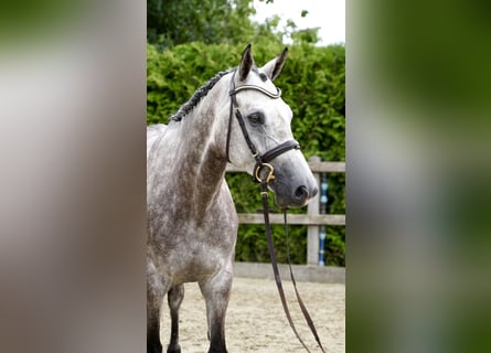 Oldenburger Springpaard, Ruin, 5 Jaar, 168 cm, Schimmel