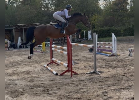 Oldenburger Springpaard, Ruin, 5 Jaar, 169 cm, Bruin